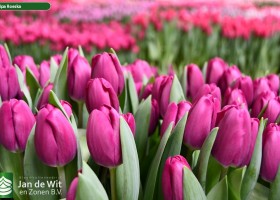 Tulipa Roeska ® (2)